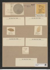 Coscinodiscus excentricus Ehr. (de-Toni-Nr.: Genus 202, Species 4880) Zeichnungen Sammlung Grunow Nr. 8635 (NHMW-BOT-W0378031)